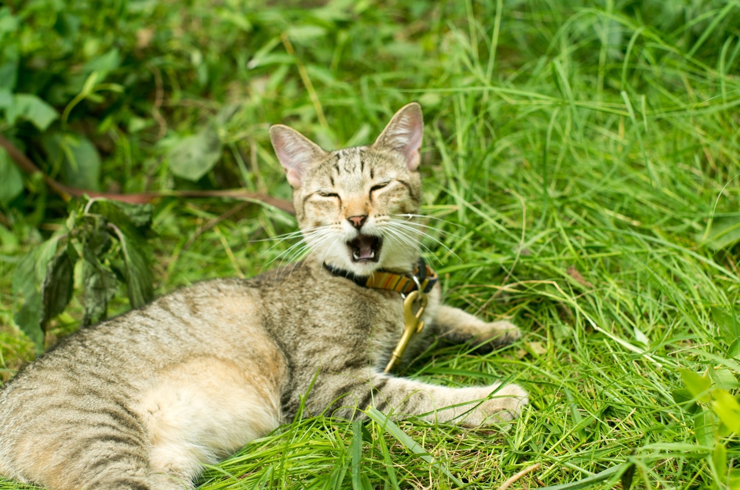 Die Kunst der Katzensprache verstehen