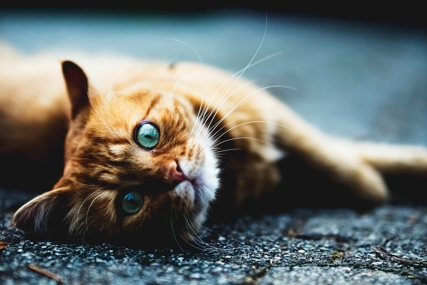Wie man Katzenverhalten besser deuten kann