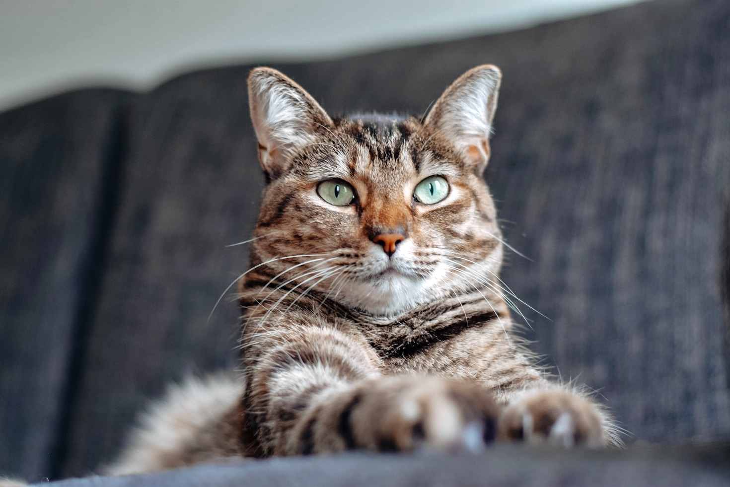 Entdecken Sie die Geheimnisse der Katzenpsychologie