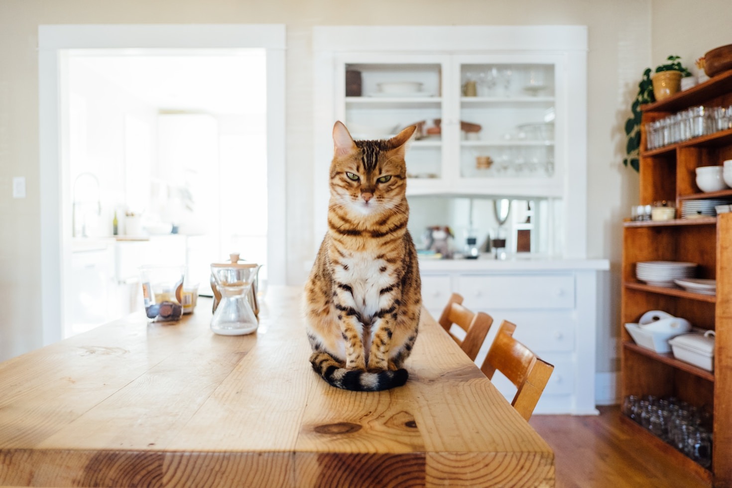 Warum Coaching für Ihre Katze wichtig ist