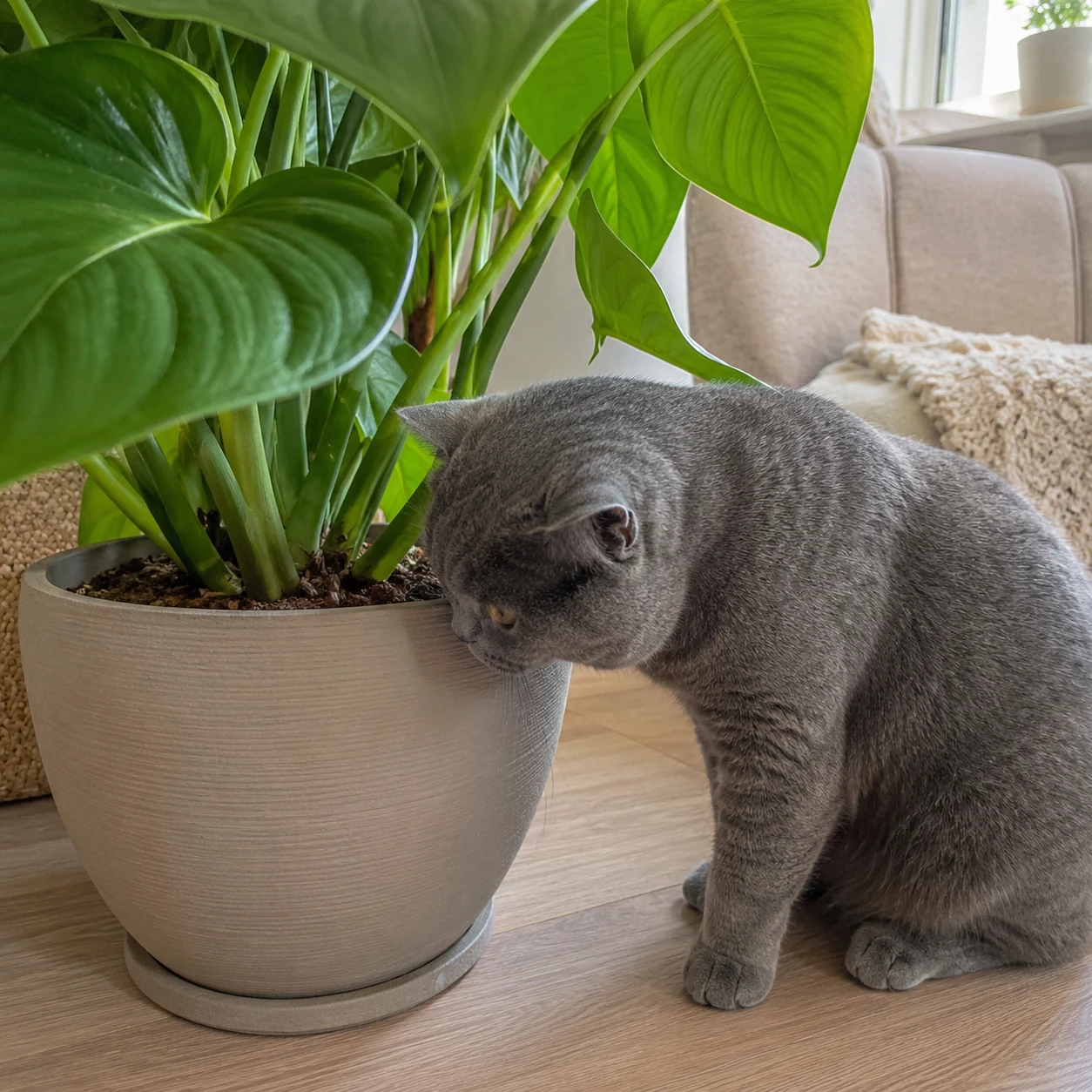 Katze schnuppert an der Erde einer großen Zimmerpflanze – Symbolbild Pinkeln in Blumentopf.