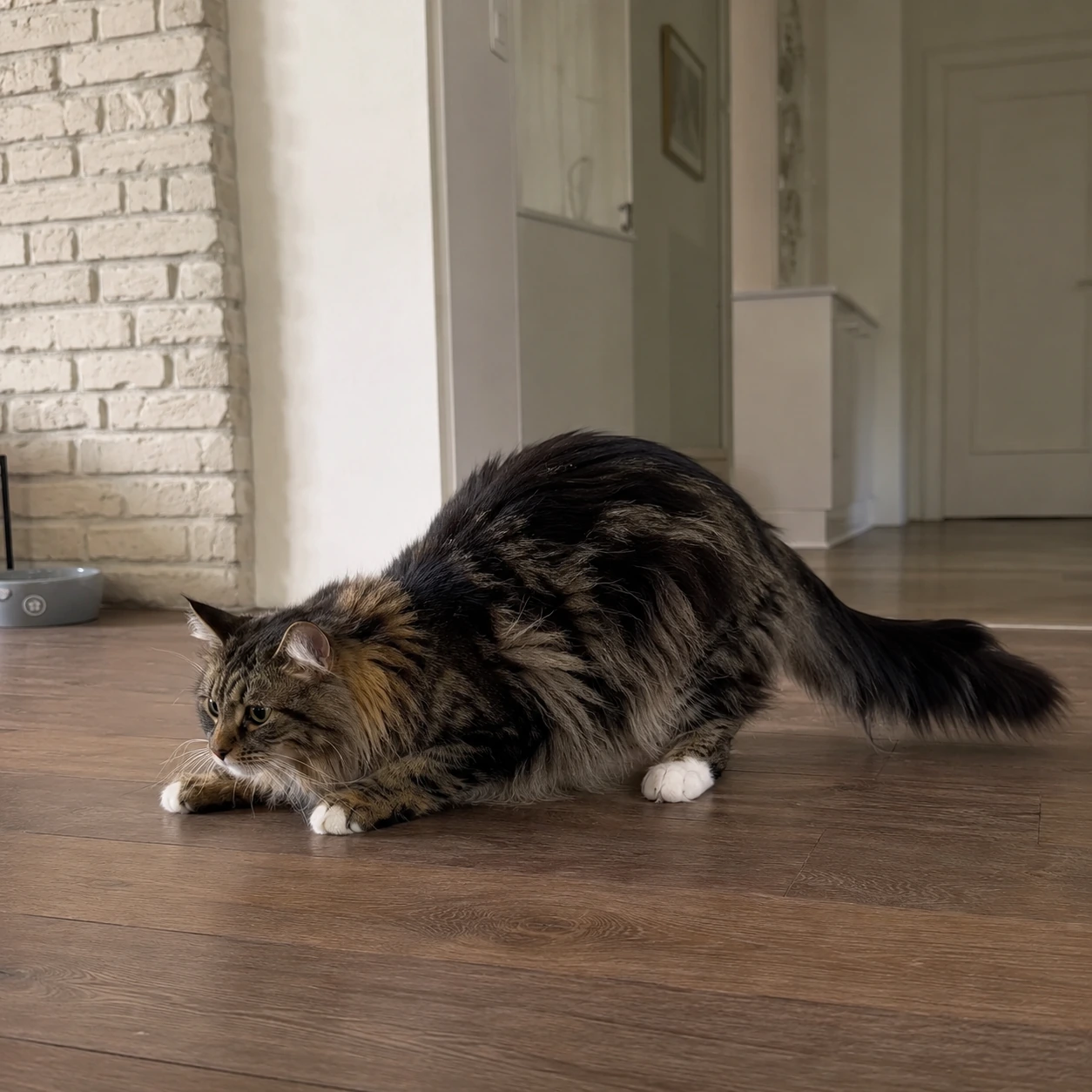 Rollige Katze in typischer Körperhaltung auf dem Boden – hormonelle Phase.