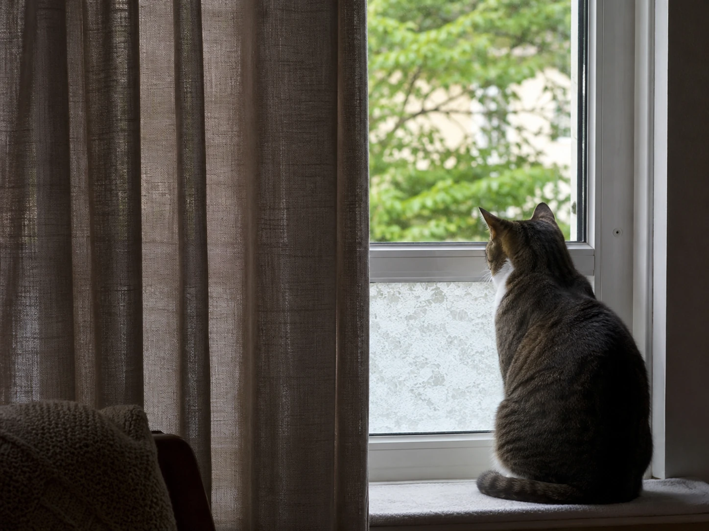 Fensterreize können umgeleitete Aggression bei Katzen auslösen