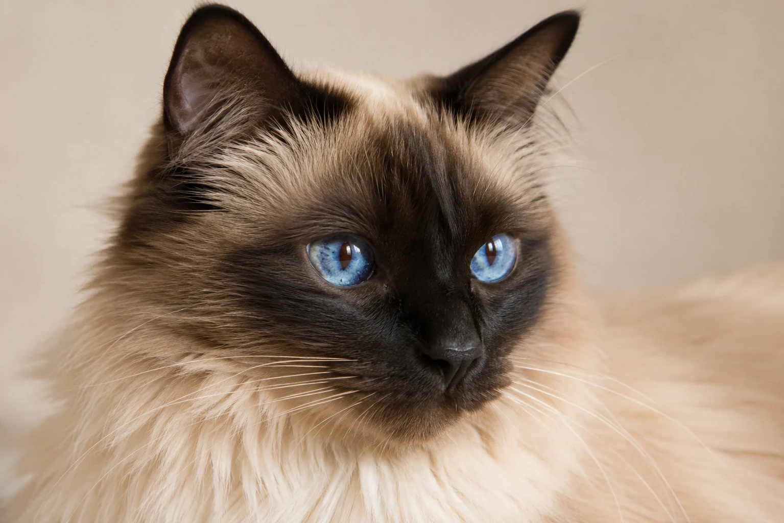 Seidiges Fell einer Balinese Katze