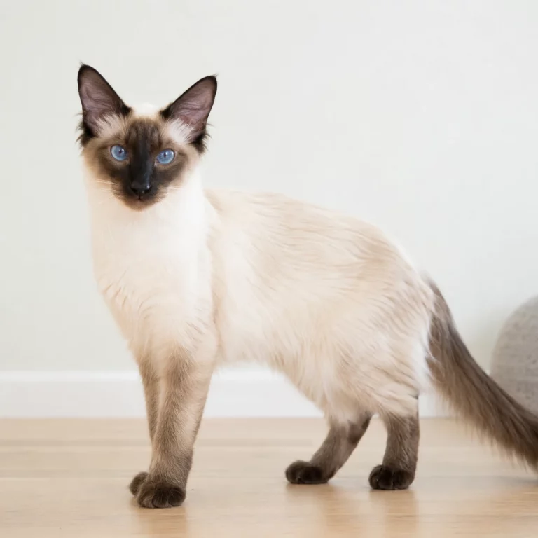Balinese Katze im ruhigen Rasseportrai