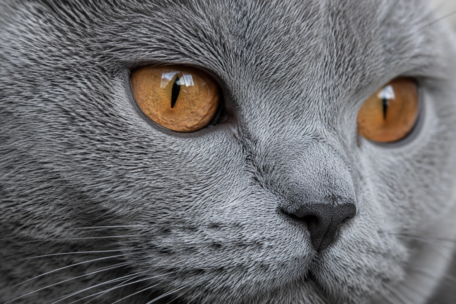 Chartreux Katze mit dichtem blau-grauem Fell und kupferfarbenen Augen