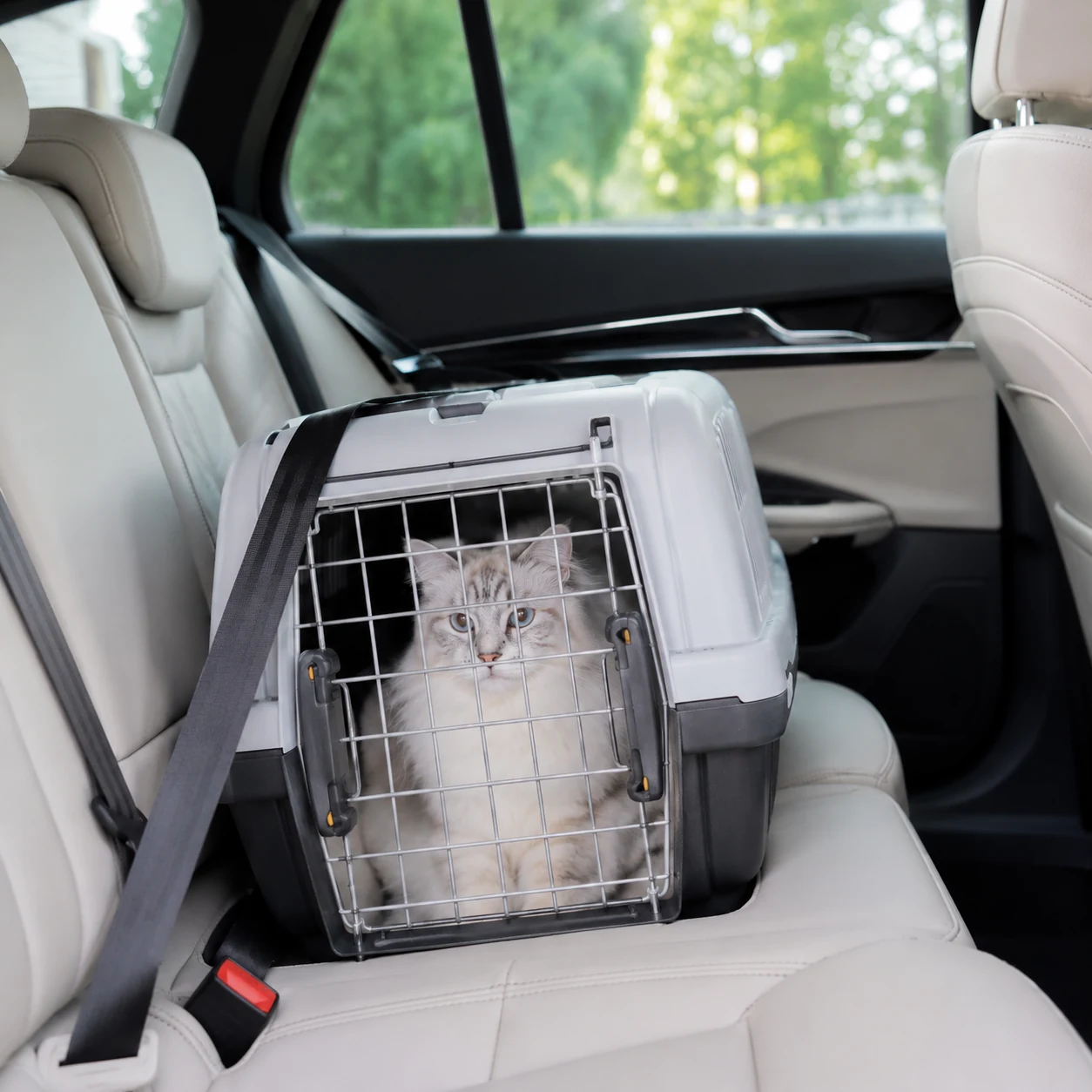 Katze in gesicherter Transportbox im Auto - Kot beim Autofahren kann Stress oder Übelkeit anzeigen