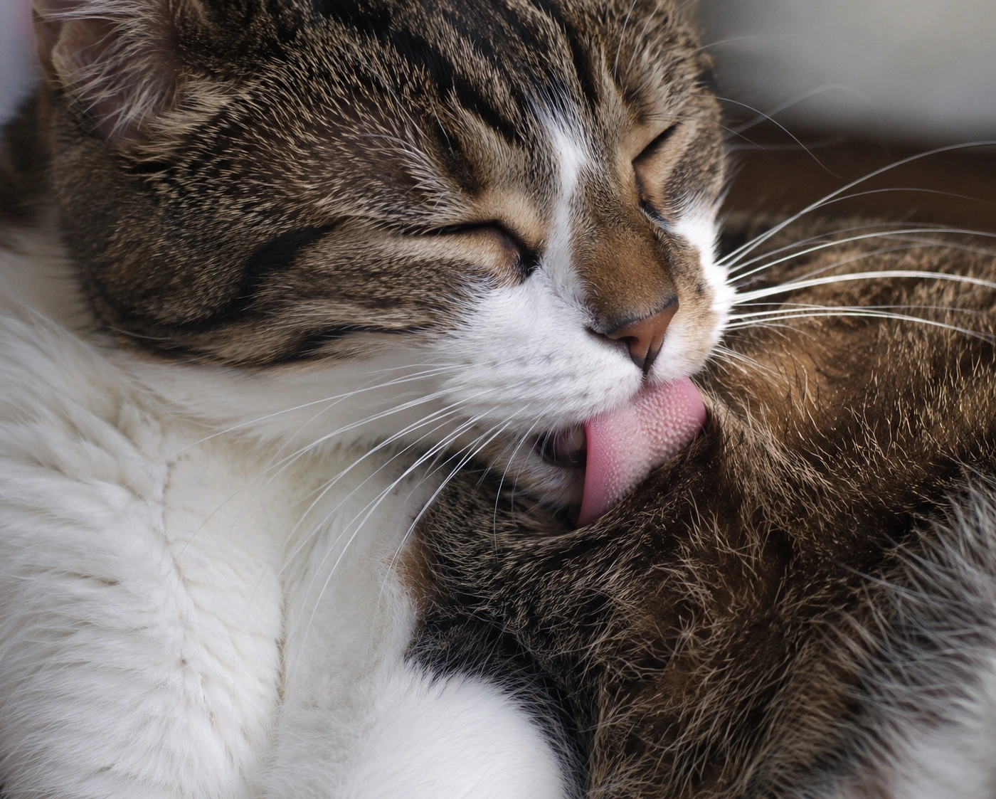 Katze leckt ihr Fell und zeigt Körperpflege