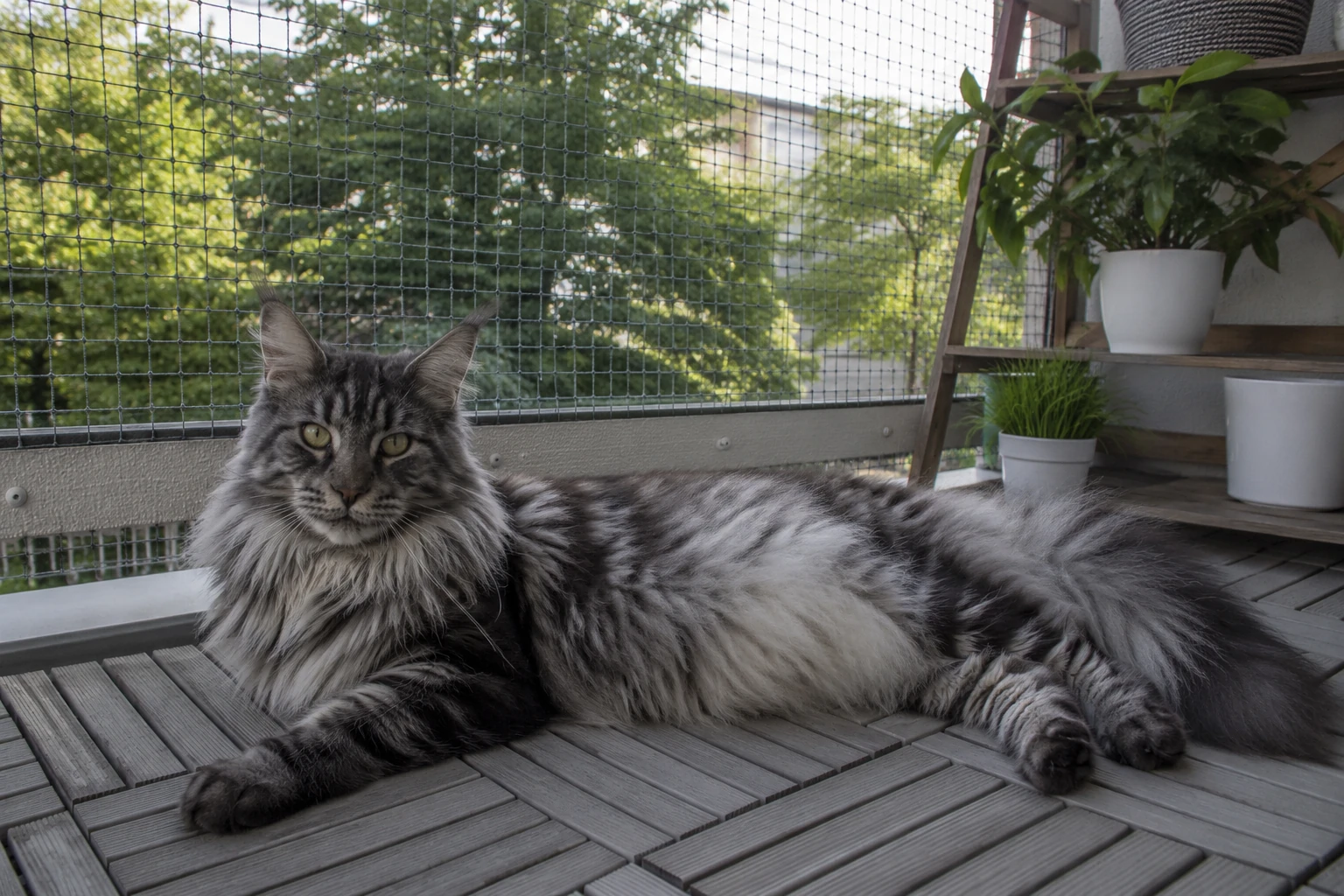 Hitzeschutz für Maine Coon auf dem Balkon