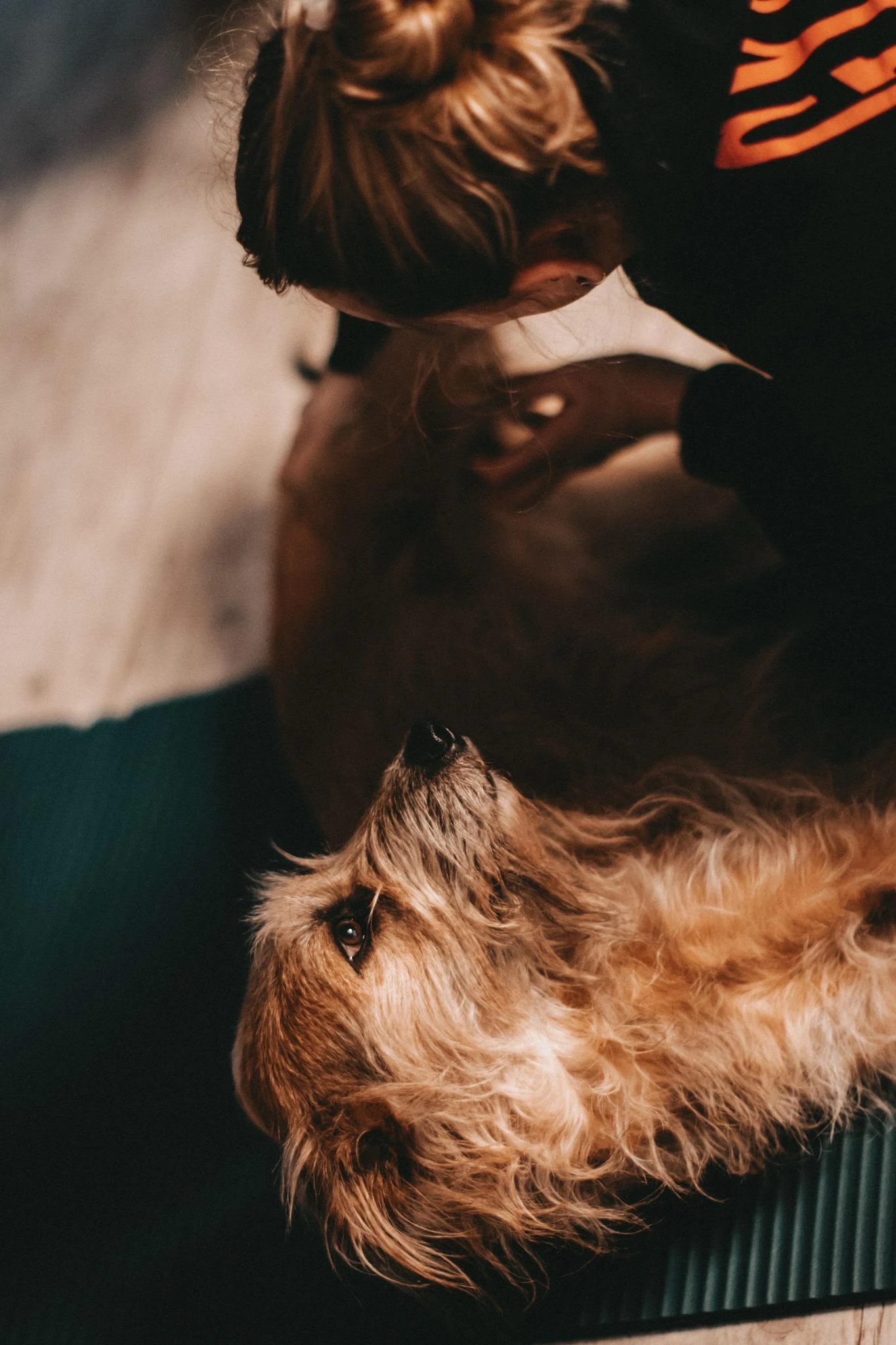 Pawfect Balance – Mobile Tierheilpraxis Rodgau
