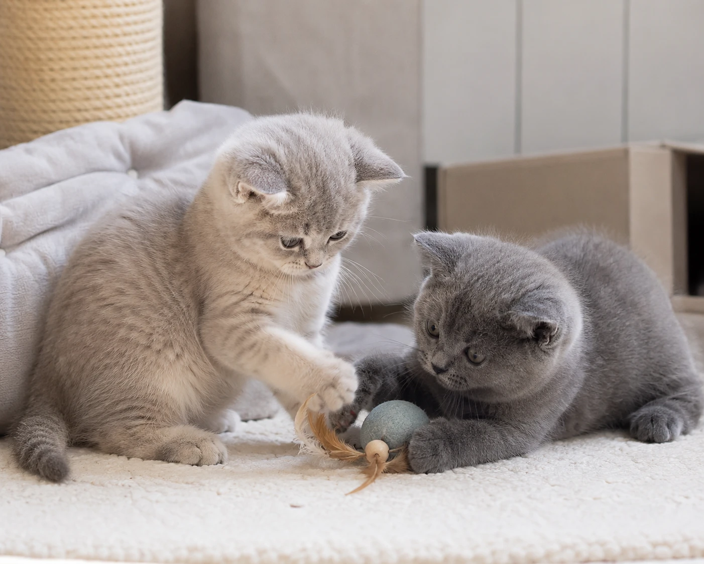 Rassekatzen-Kitten mit Sozialkontakt einschätzen