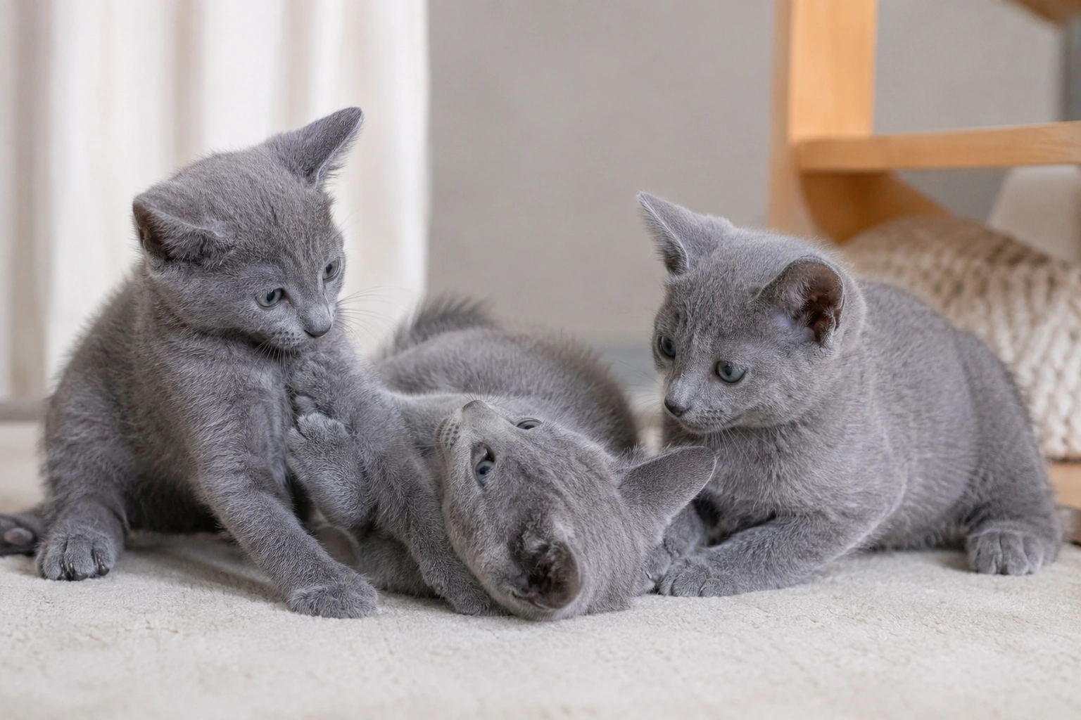 Russisch Blau Kitten vor dem Kauf einschätzen