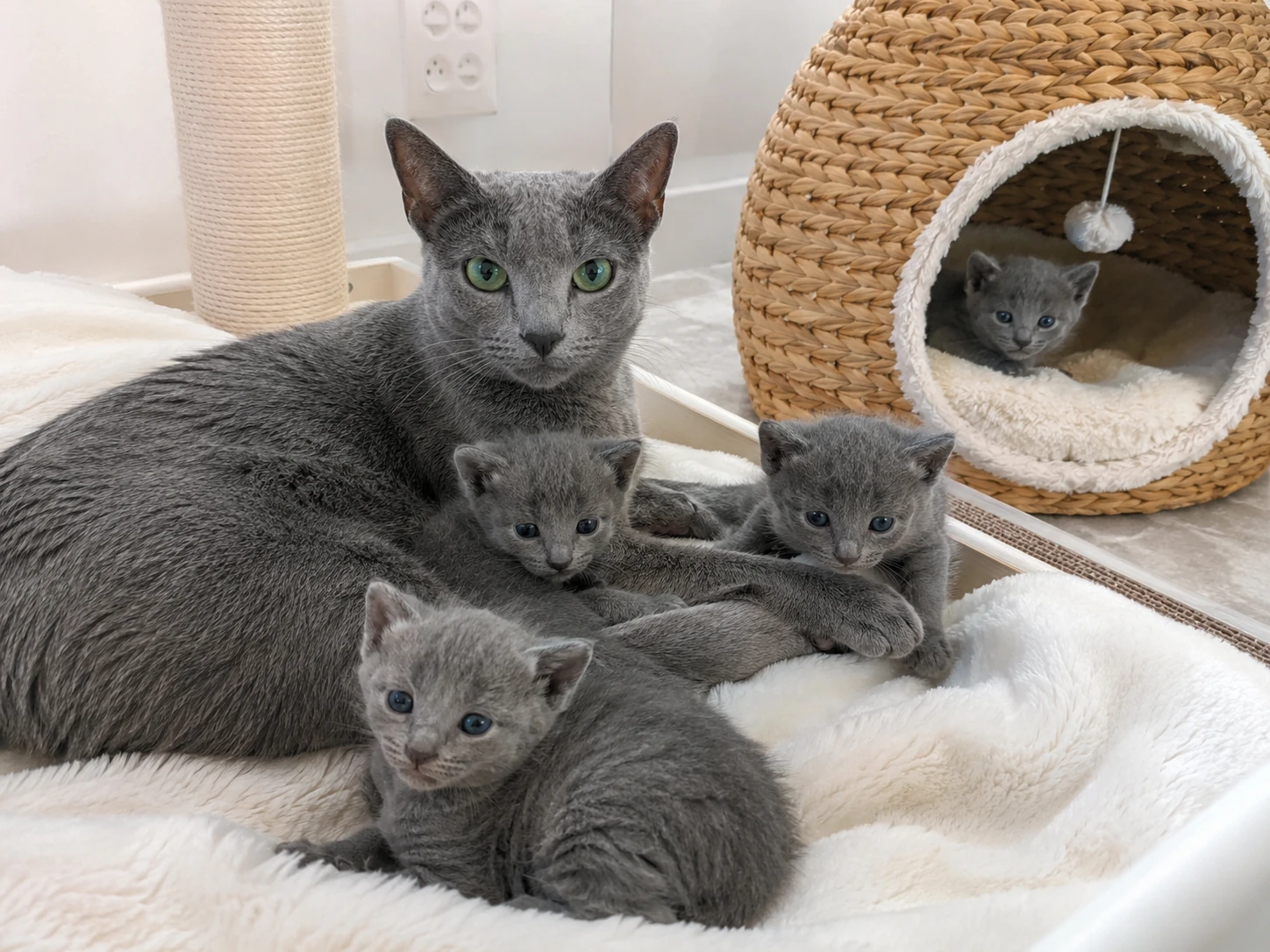 Rassenachweise bei einer Russisch Blau Katze prüfen