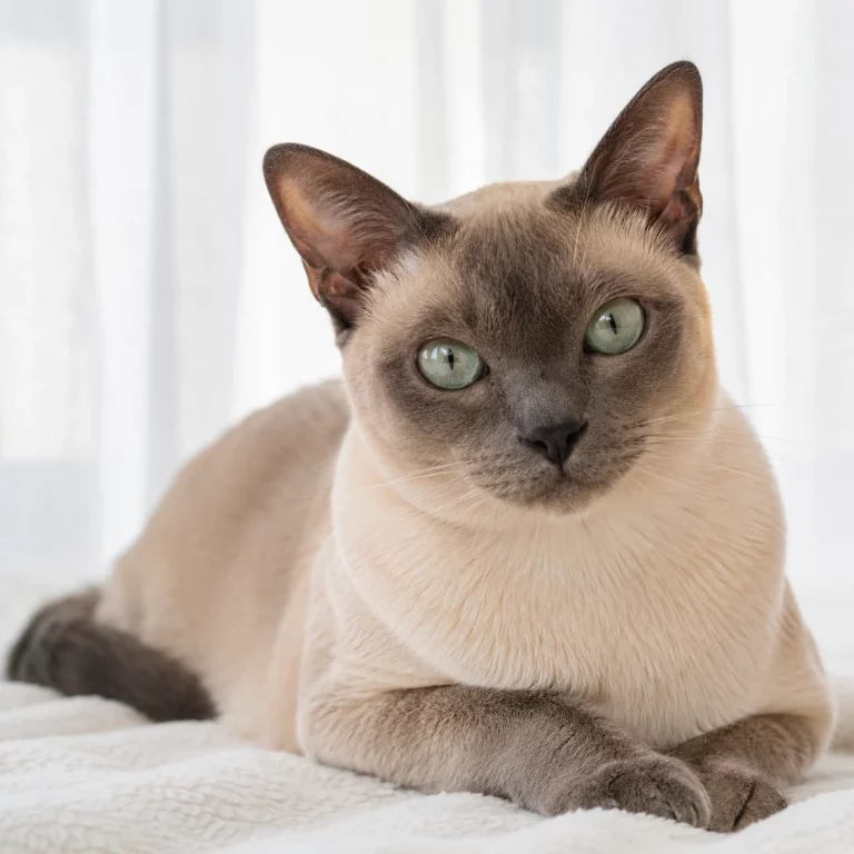 Tonkanese Katze im ruhigen Rasseportrait