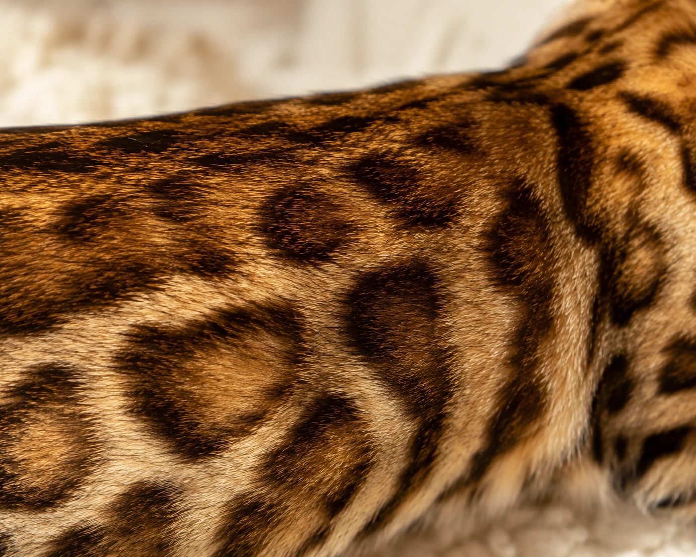 Fell und Haut einer Bengal Katze regelmäßig prüfen