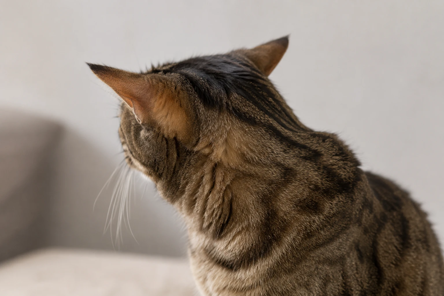 Frühe Körpersprache einer angespannten Katze erkennen