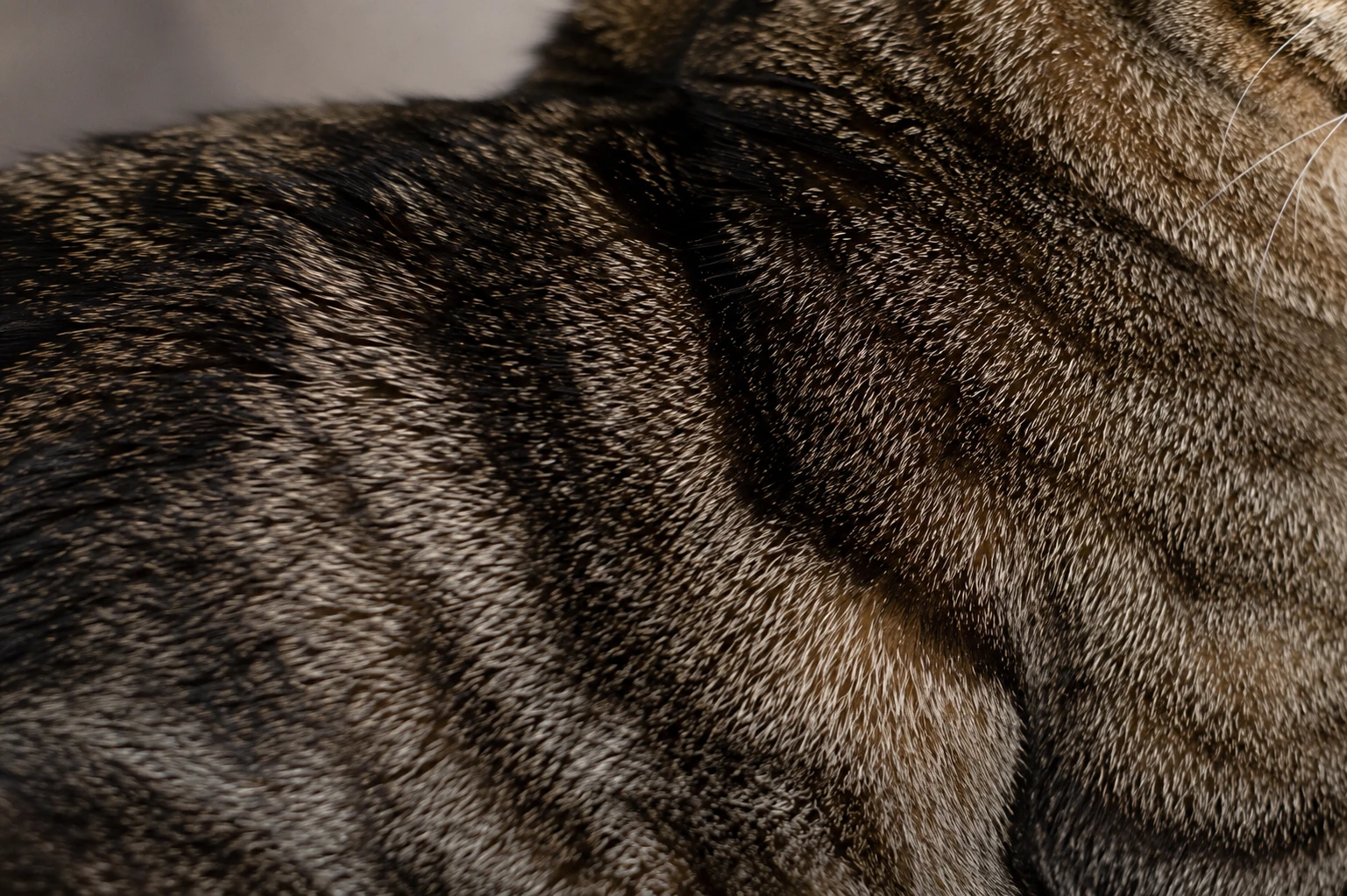 Fell beim Maine Coon EKH Mix realistisch einschätzen