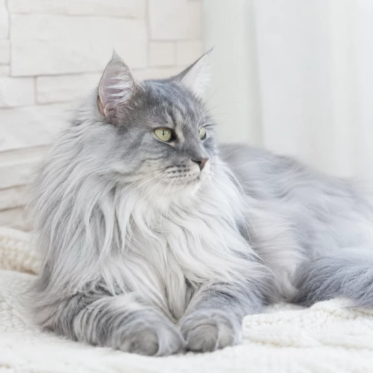 Nebelung Katze mit silbrig-blauem Halblanghaar