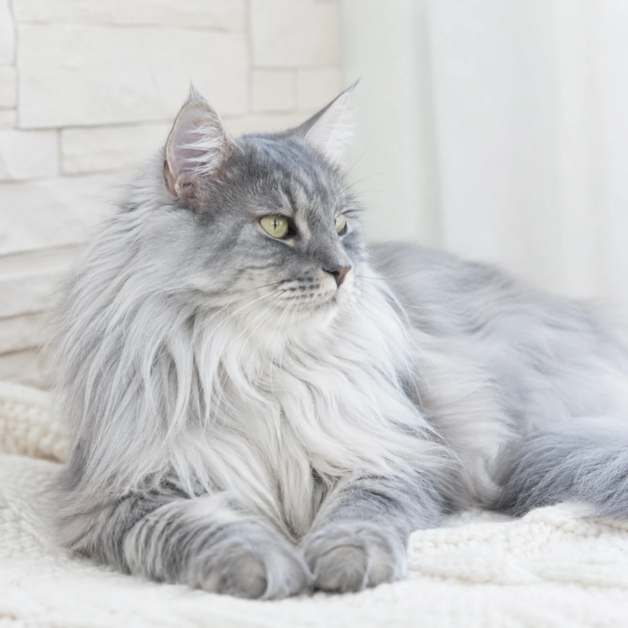 Nebelung Katze mit silbrig-blauem Halblanghaar